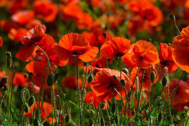 istock Poppy red flowers field 1074260568