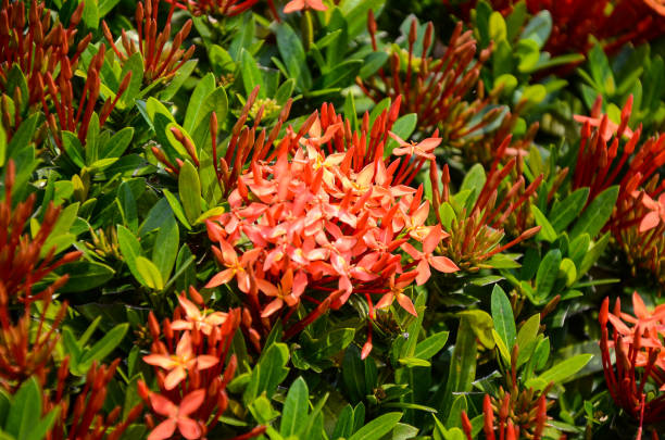 istock King  Ixora flowers in the park. 1074261004