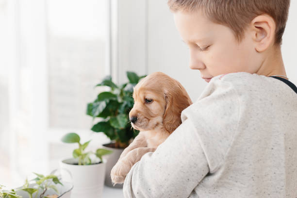 istock Caucasian boy holding english cocker spaniel puppy 1074261046
