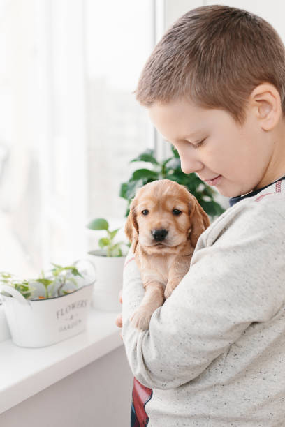istock Caucasian boy holding english cocker spaniel puppy 1074261048