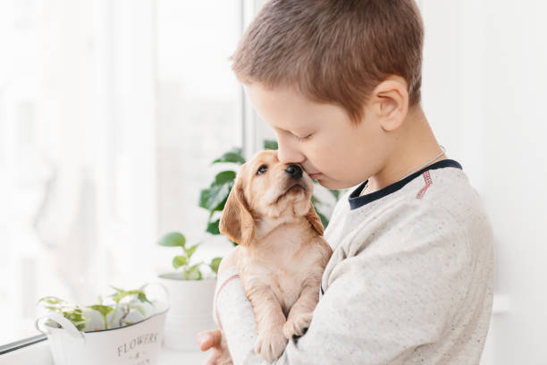 istock Caucasian boy holding english cocker spaniel puppy 1074261052