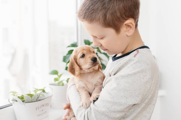 istock Caucasian boy holding english cocker spaniel puppy 1074261058