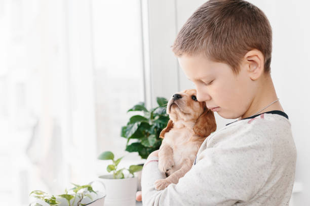 istock Caucasian boy holding english cocker spaniel puppy 1074261062