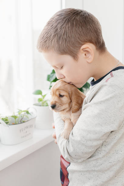 istock Caucasian boy holding english cocker spaniel puppy 1074261064