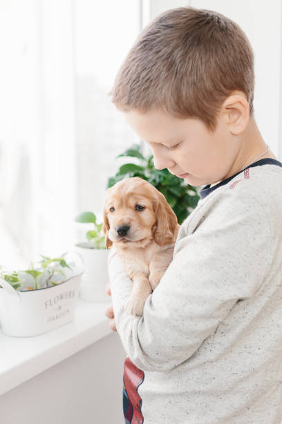 istock Caucasian boy holding english cocker spaniel puppy 1074261070