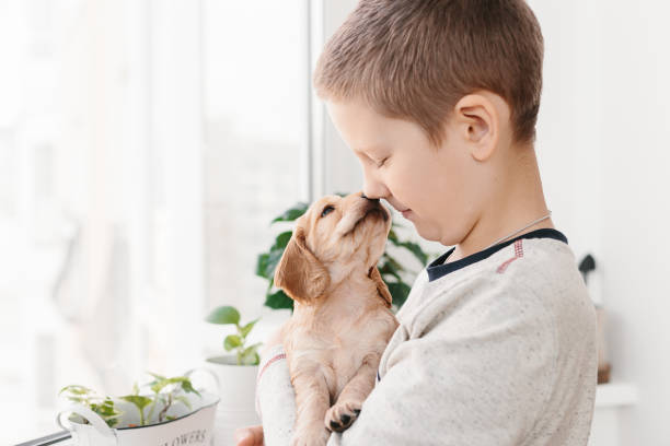 istock Caucasian boy holding english cocker spaniel puppy 1074261080