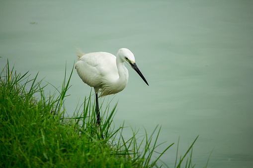 White Egret is walking to catch fish in the water.