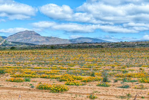 Wild flowers in a rooibos tea field near Clanwilliam in the Western Cape Province