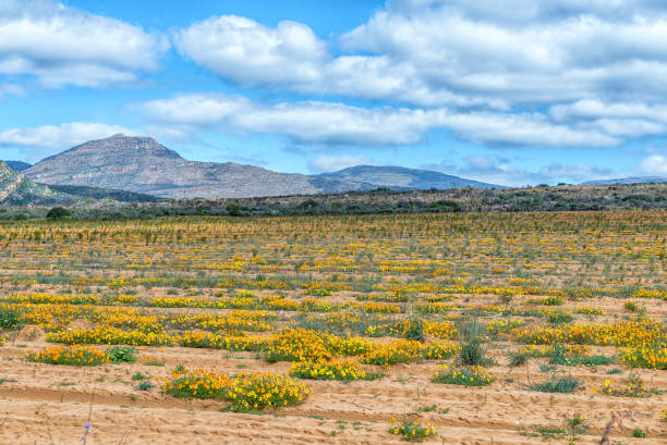 Wild flowers in a rooibos tea field near Clanwilliam Wild flowers in a rooibos tea field near Clanwilliam in the Western Cape Province cederberg mountains photos stock pictures, royalty-free photos & images
