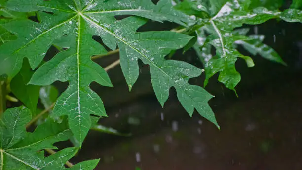 Photo of Wet leaves of a plant unique photo