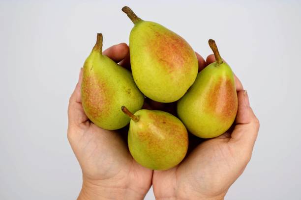 istock Bunch of pears held in hands 1074264626