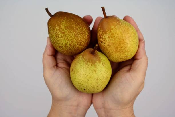 istock Bunch of pears held in hands 1074264632