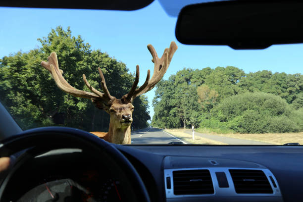 istock Be aware of deer crossing 1074264864