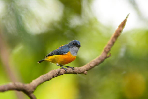 istock Orange-bellied Flowerpecker (Male). 1074264896