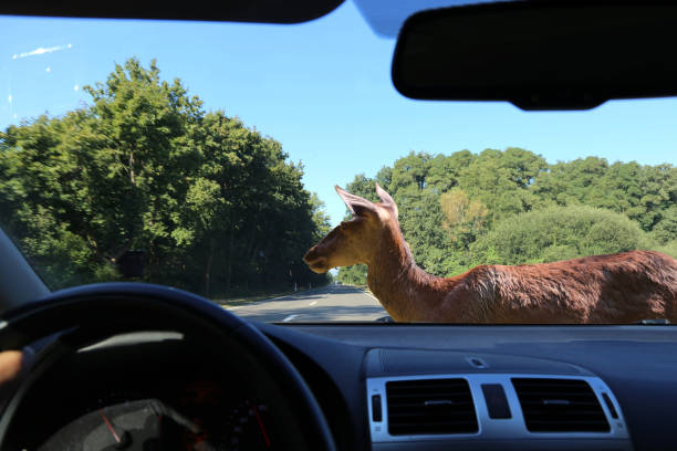 istock Be aware of deer crossing 1074264974
