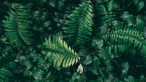 istock Vertical garden with tropical green leaf, Dark tone 1074268990