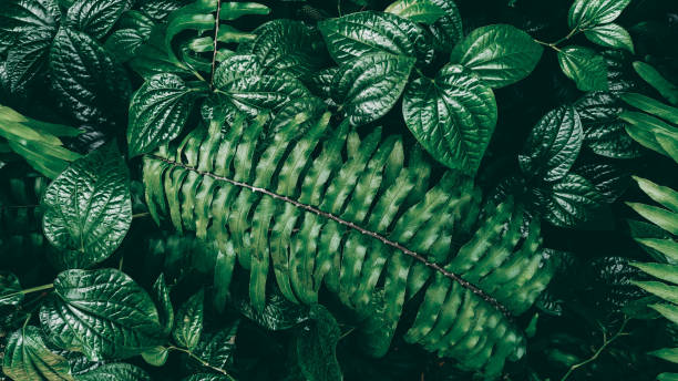 istock Vertical garden with tropical green leaf, Dark tone 1074269586