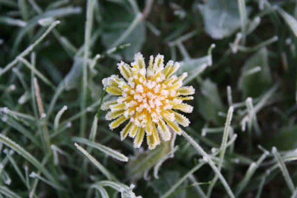 istock Frost on yellow Dandelion flower in the meadow. 1074270572