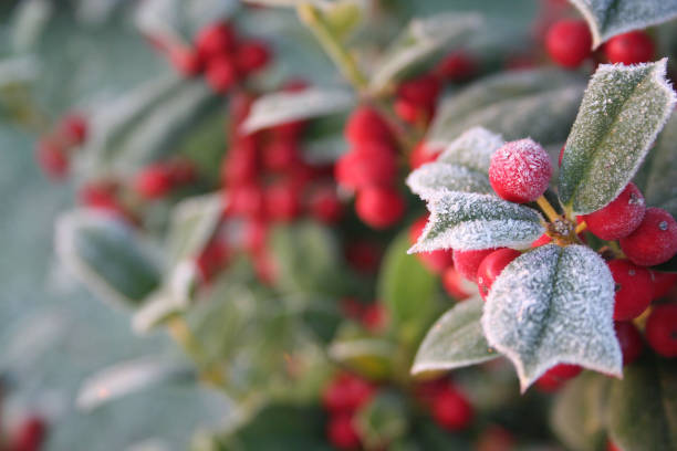 Frost on Holly branch with ripe red berries. Ilex cornuta bush in winter. Christmas or winter background with selective focus