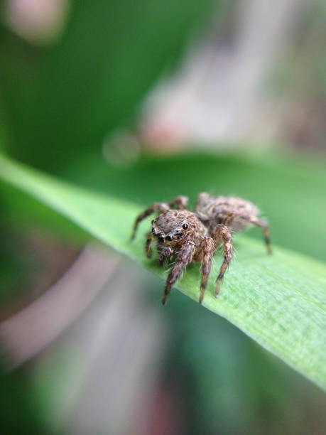 istock close up of spider 1074273554