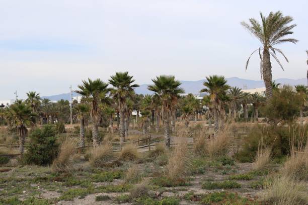 istock Palm trees in recreational park 1074274204