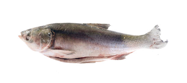 ryba wyizolowana na biało bez cienia - chinook salmon zdjęcia i obrazy z banku zdjęć