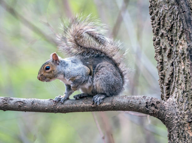 istock Central eastern gray squirrel Park, New York City in spring 1074280326