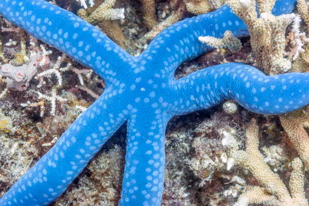 istock Close up of Blue Star fish 1074280948
