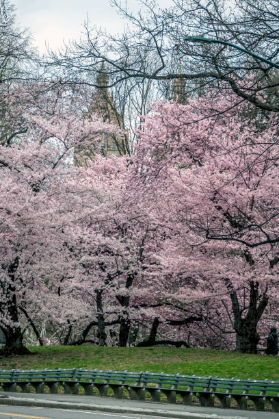 istock Central Park, New York City in spring 1074281494