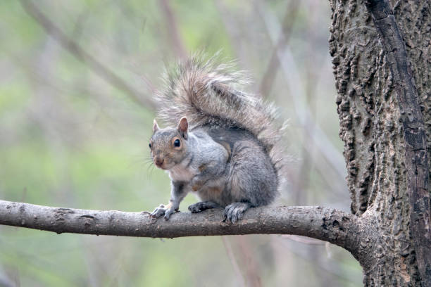 istock Central eastern gray squirrel Park, New York City in spring 1074282164