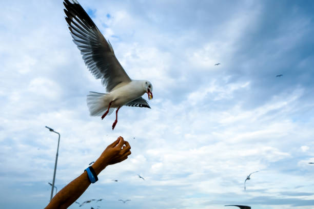 istock Single seagull flying in a sky as a background at Bangpoo. 1074285390