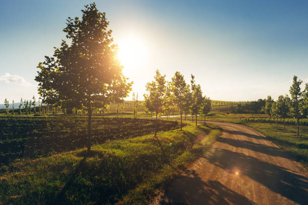 フォア グラウンドでのブドウ畑とポプラの木の行。lefkadia、russiag - footpath wood horizon nature ストックフォトと画像