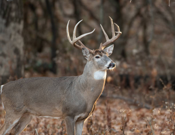 istock white-tailed deer buck in the woods 1074289328