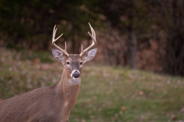 istock white-tailed deer buck walking through a meadow 1074289436