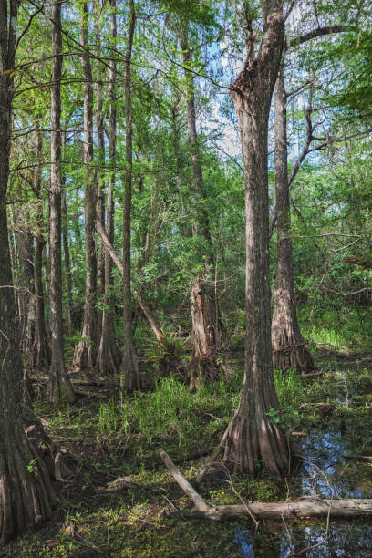 istock Everglades National Park 1074289538