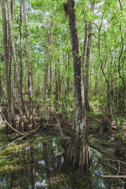 istock Everglades National Park 1074289604