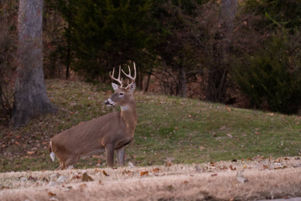 istock white-tailed deer buck walking through a meadow 1074289640