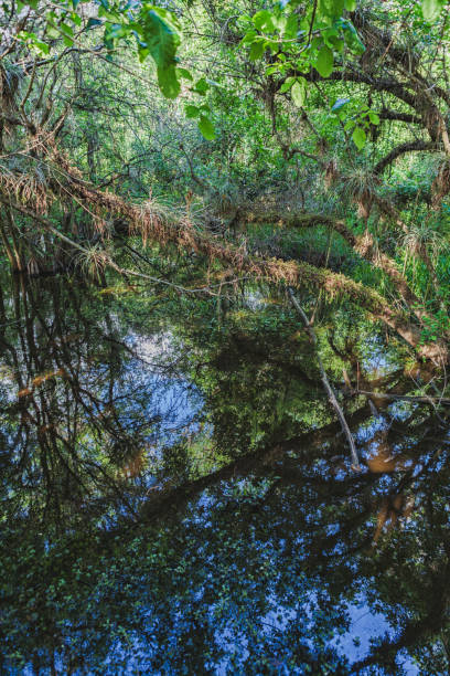istock Everglades National Park 1074289972