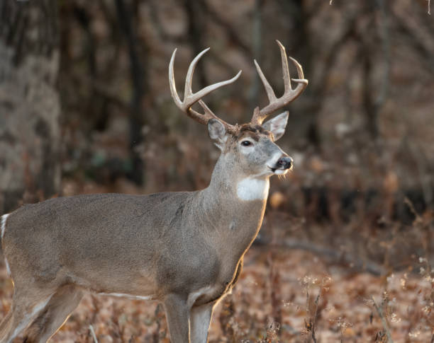 istock white-tailed deer buck in the woods 1074291738