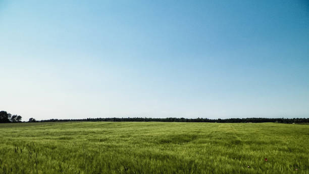 istock Green field in Kashubian village. 1074292114
