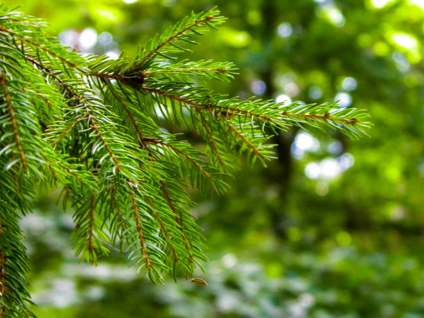 istock Close up of spruce branch. 1074292152
