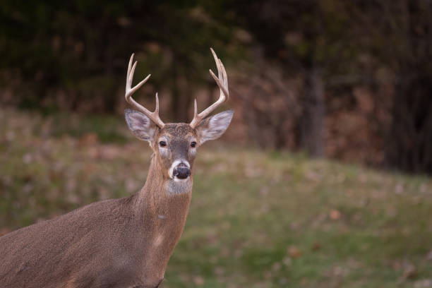 istock white-tailed deer buck walking through a meadow 1074292312