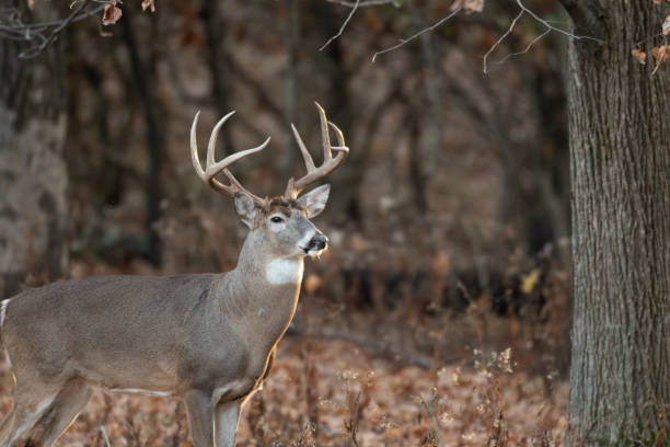 istock white-tailed deer buck in the woods 1074292480