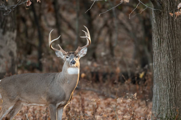 istock white-tailed deer buck in the woods 1074292602