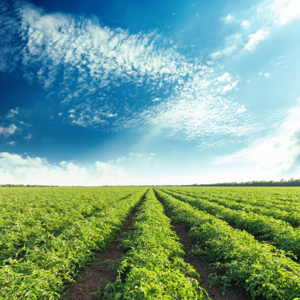 istock green agriculture field with tomatoes and blue sky with clouds 1074292604