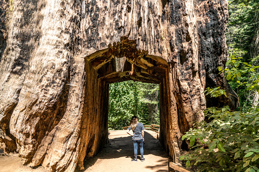 Giant sequoia tree trunk tunnel with a woman