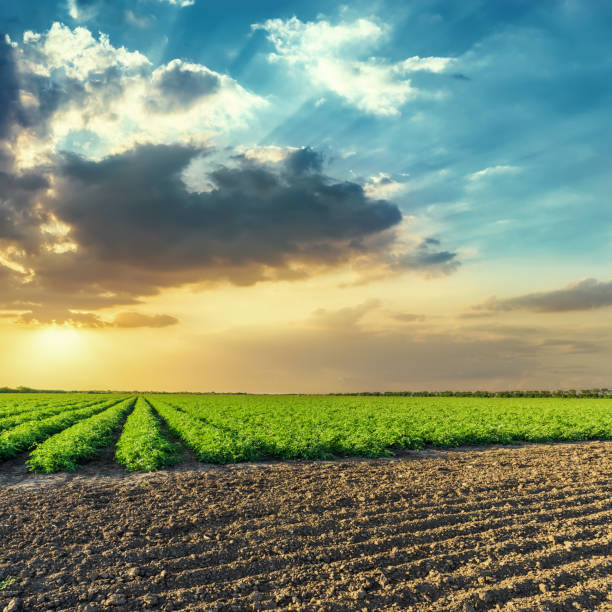 istock black and green agriculture fields and orange sunset in blue sky 1074295826