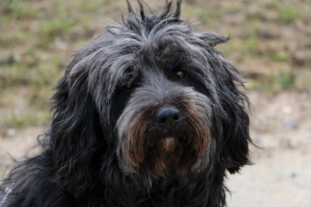 istock tibet terrier close up head portrait 1074297360