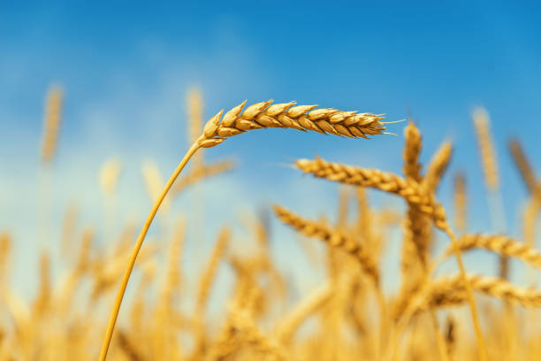 istock golden wheat ear on field with blue sky background 1074298800