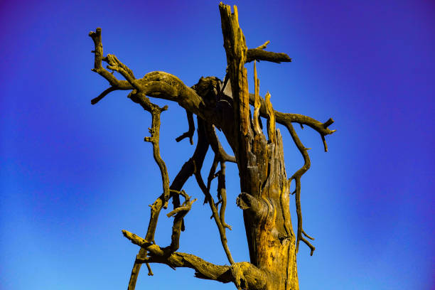 istock Castlewood Canyon near Denver 1074299534